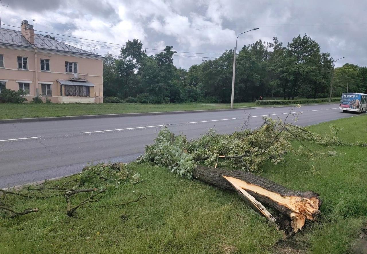 В Выборгском, Приморском, Петродворцовом и Красносельском районах ветер  повалил деревья